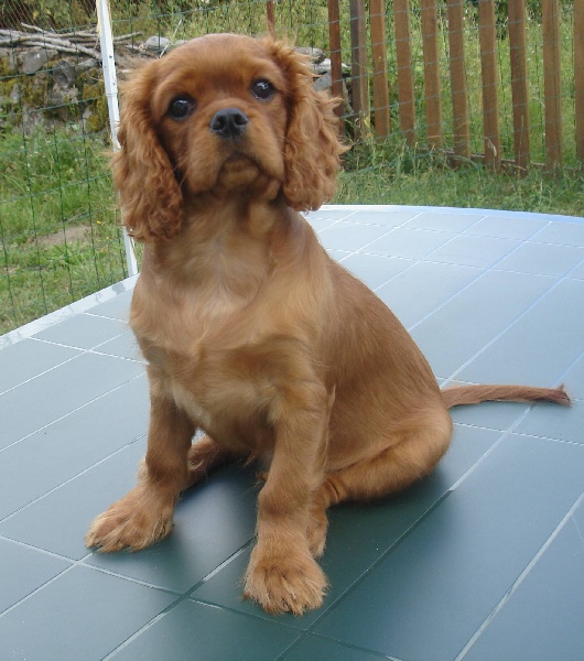 Dee dee doo des cavaliers d'Ascott