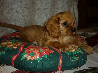 des cavaliers d'Ascott - Cavalier King Charles Spaniel - Portée née le 16/10/2013